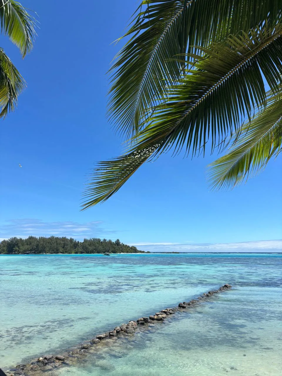 Strand und Lagune von Moorea mit Palmen