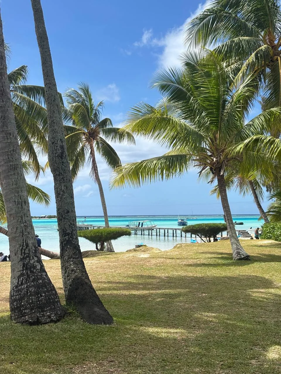 Strand mit Palmen auf Moorea, Polynesien