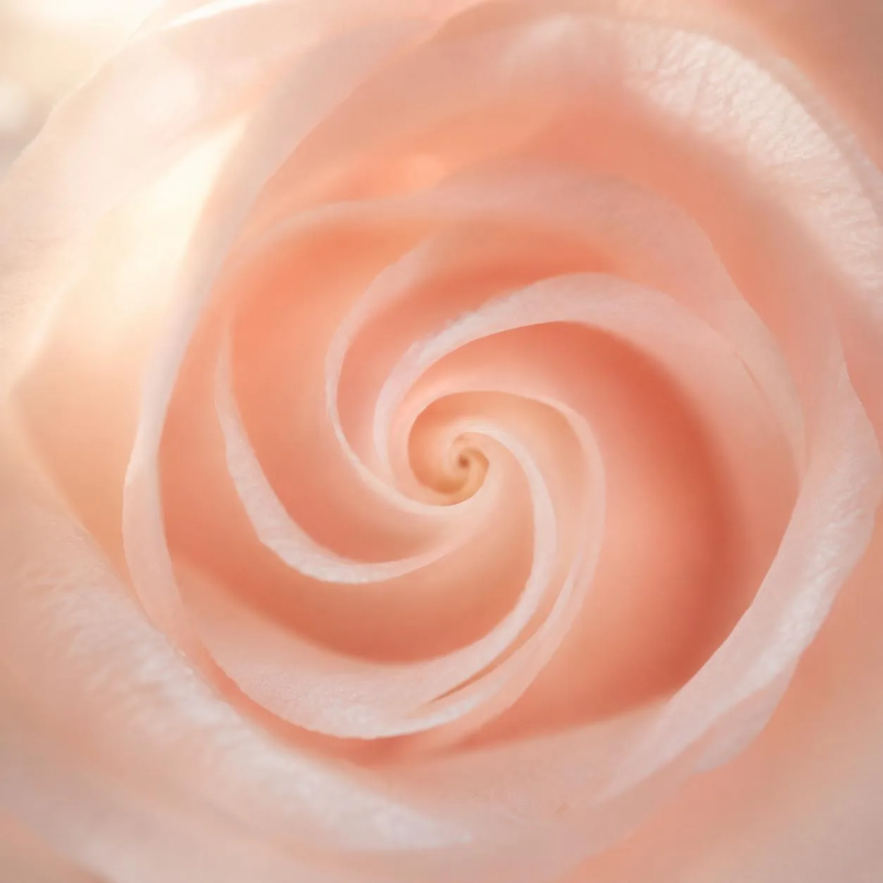 Rose als Symbol der weiblichen Sinnlichkeit